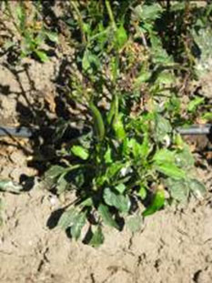 Pepper plants following sprinkler application of Chateau: individual plant.